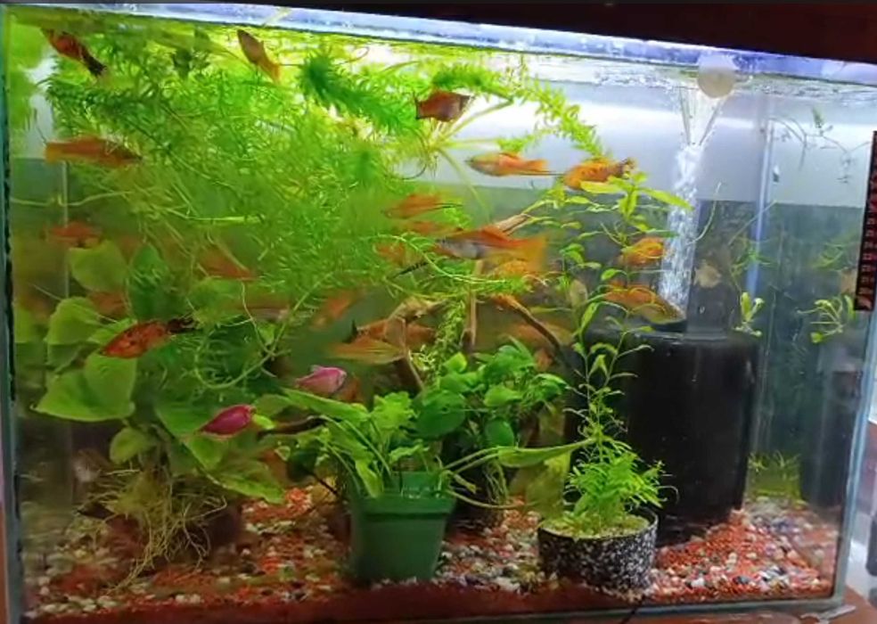 Guppy Tuxedo Black -  Guppy Mixt - Carasi Oranda
