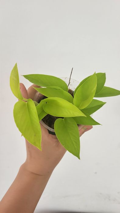 Укоренённые черенки