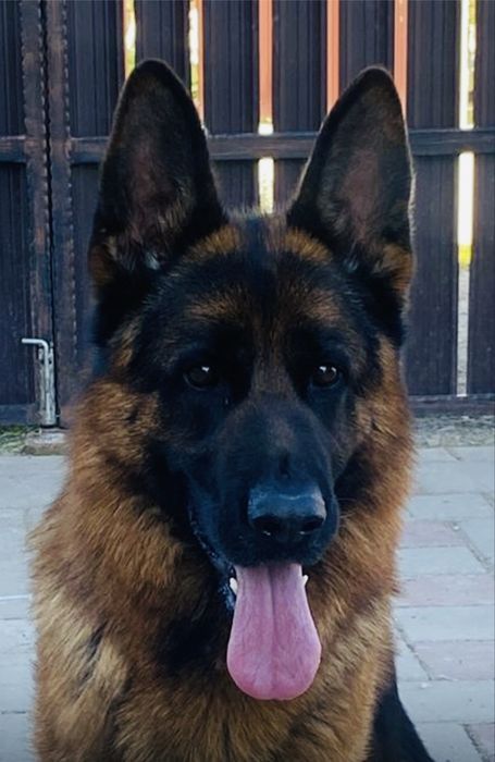 Femeluta ciobanesc german