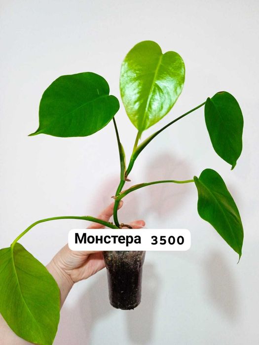 Продам монстеру...
