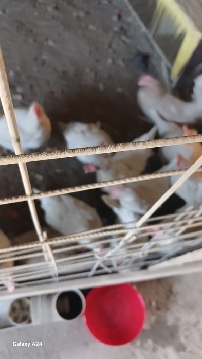 Tovuq Sotiladi Samarqand