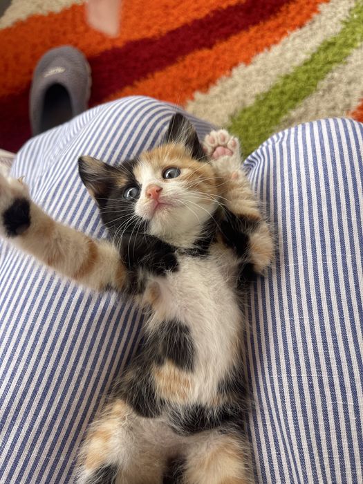 Adoptie puiuti de pisica