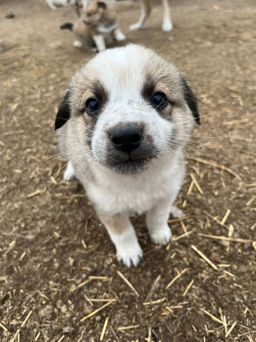 Отдам щенков даром