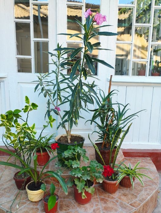 Продаются цветущие  цветы