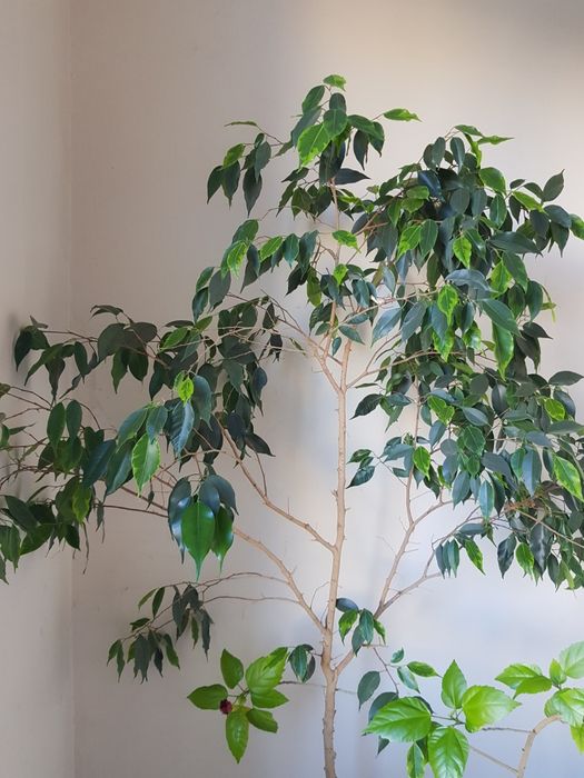 Бенджамин дърво.