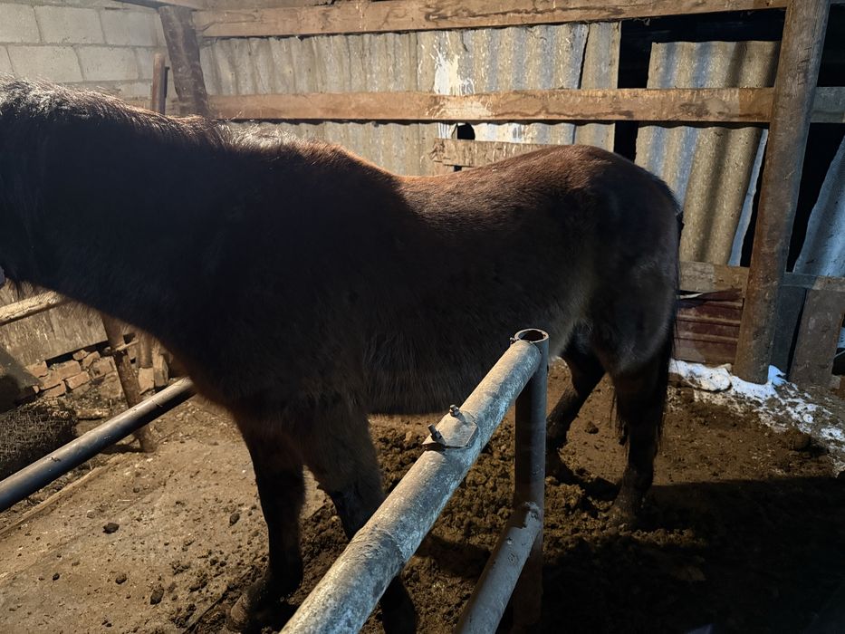 СЕМІЗ Құнан шығар және Дөнен шығар сатылады