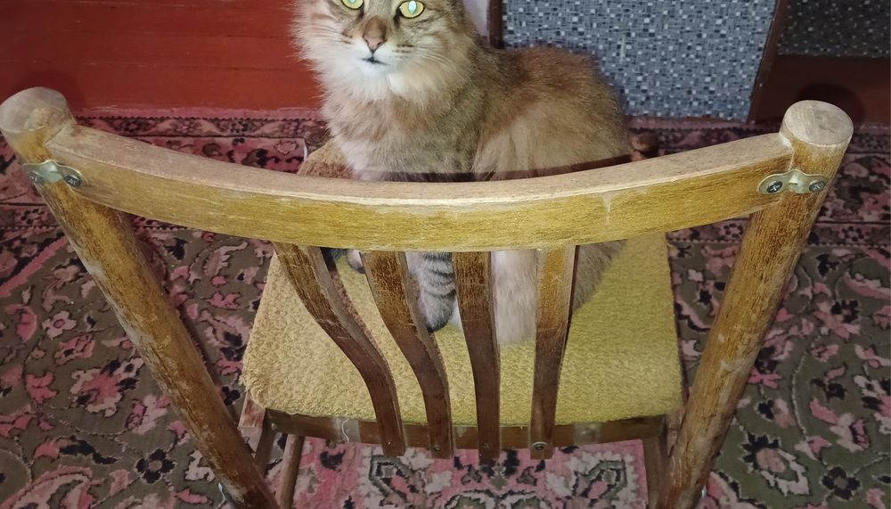 Стулья 10 шт есть каждый по 200 тисяч