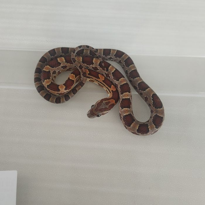 Маисовый полоз змея