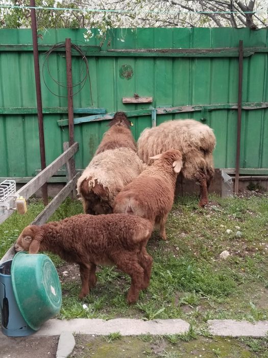 4 Козылы койлар сатылады