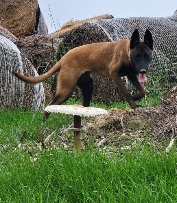 Дресура/обучение на кучета