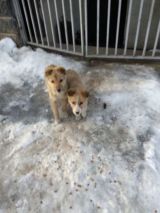 Щенки мальчик и девочка