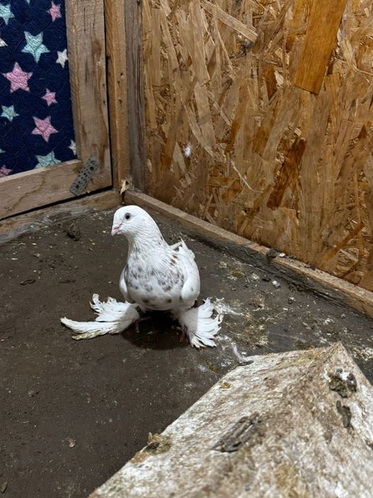 Продам голуби разный парода