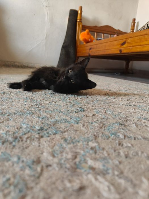 Одам котята бесплатно