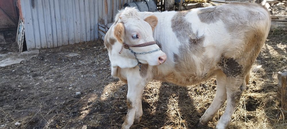 Când o vițea de 6 luni crescută bio, din zona de deal