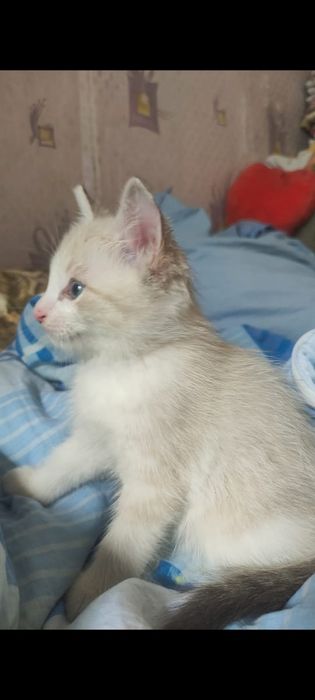 Отдам котяток в хорошие руки