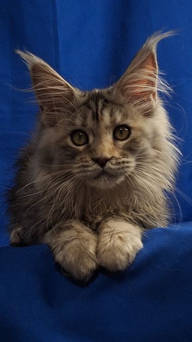 Девочки мейн-кун готовые к переезду