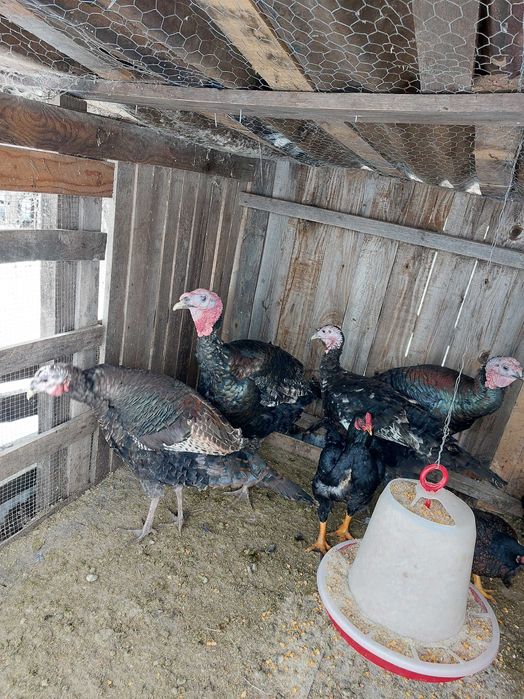 Ouă curcă pentru incubat