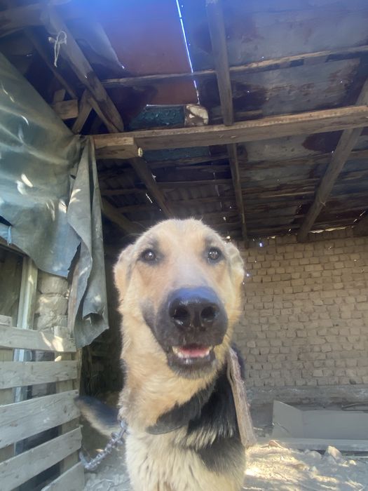 Қасқыр ит –Уикипедия