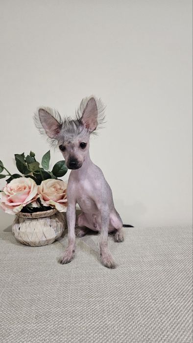 Китайско качулато куче