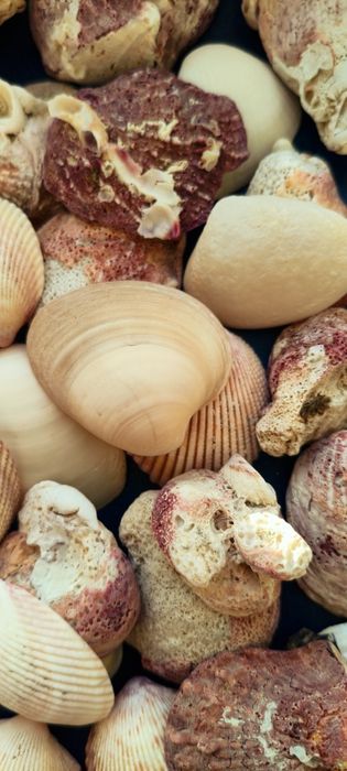Ракушки и береговые палочки