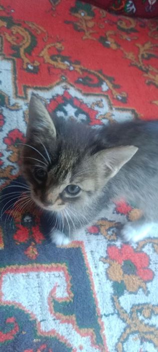 Mushuk bolalari uyda boqilgan