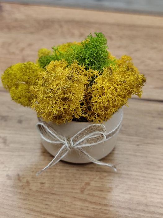 Кашпи със скандинавски мъх