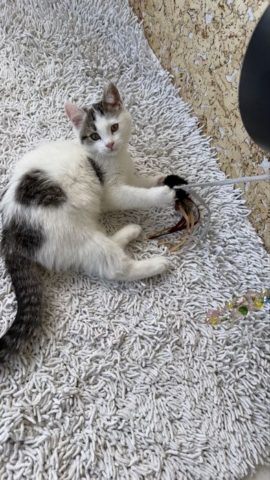 Котенок, девочка, 3 месяца