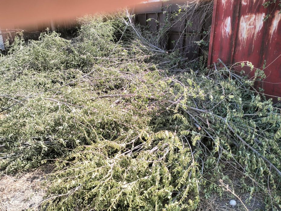 Отдам дрова бесплатно