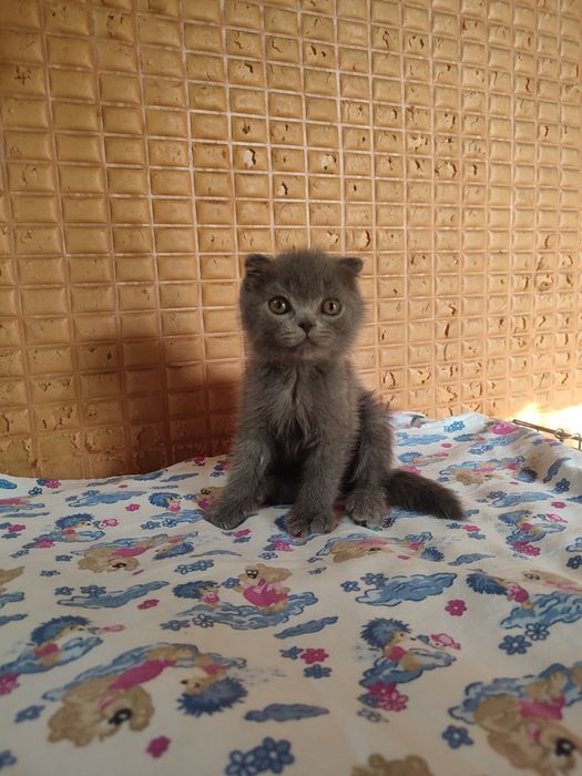 Продаются котята