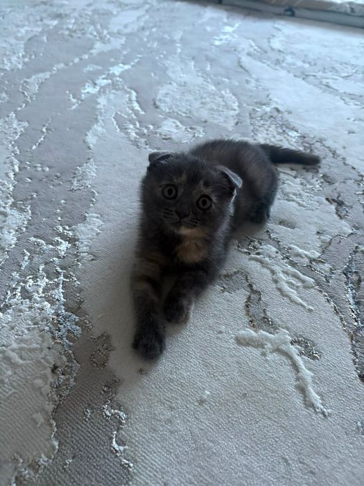 Шотландский котенок