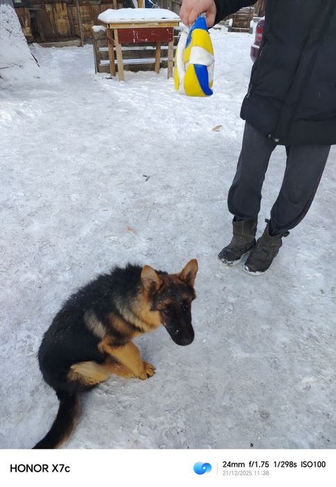 Щенок немецкой овчарки