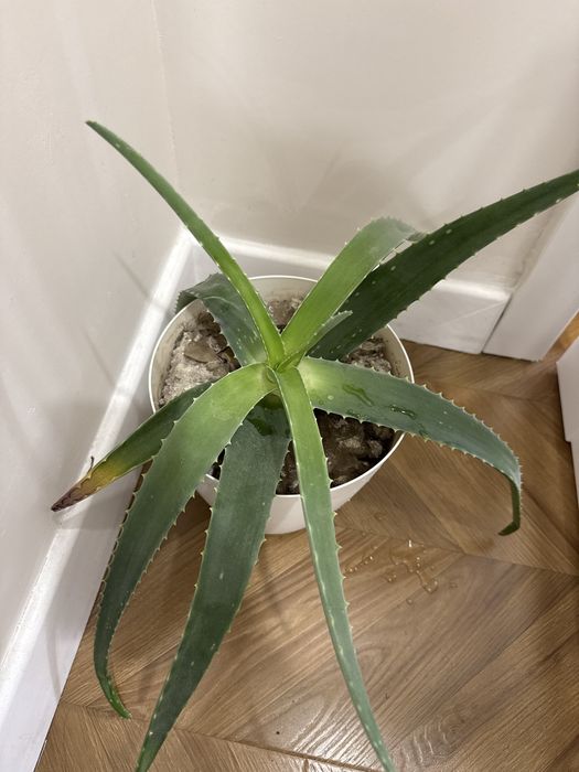 Алоэ и денежное дерево