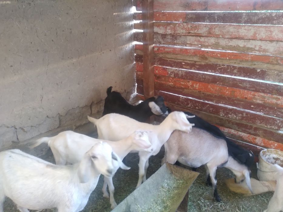 Пародалы лактар сатылады. Багасы 45000.