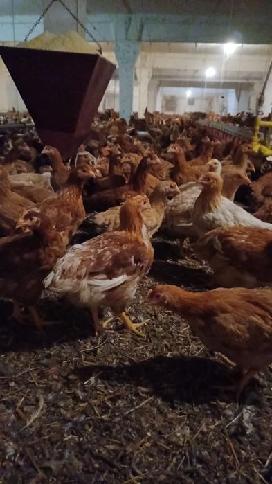 Puicuțe kabir și pui albi de carne