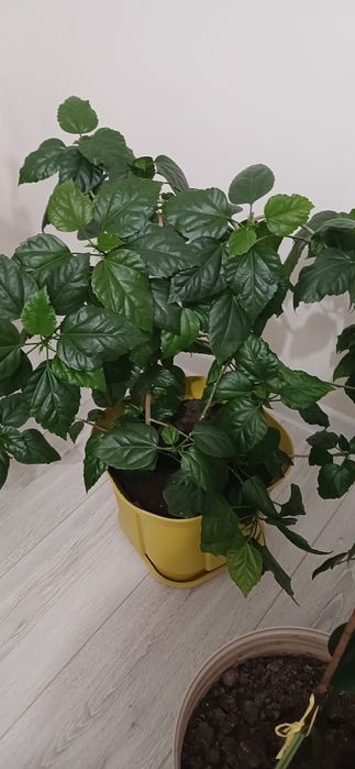 Китайская роза 6000