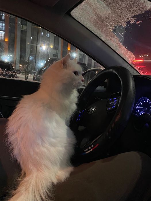 Ищем хозяина нашему мальчику