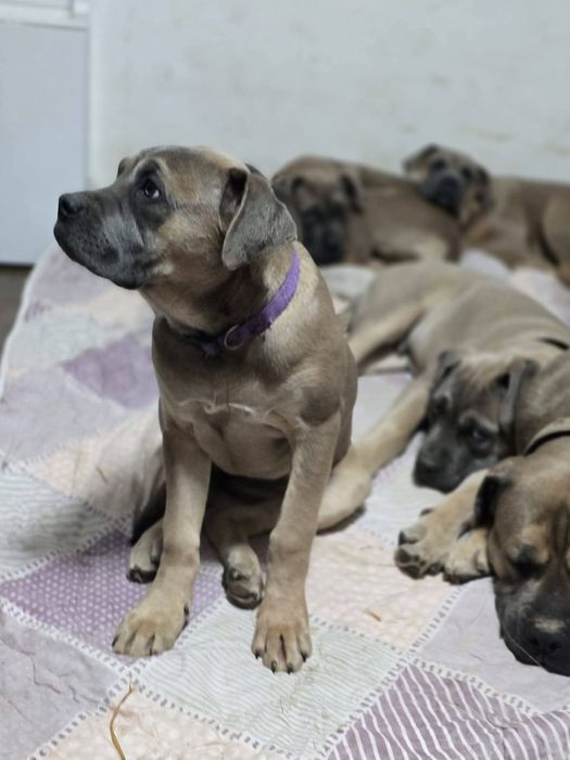 Cane Corso cu Pedigree