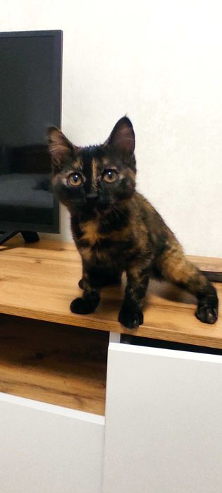 Черепаховая девочка