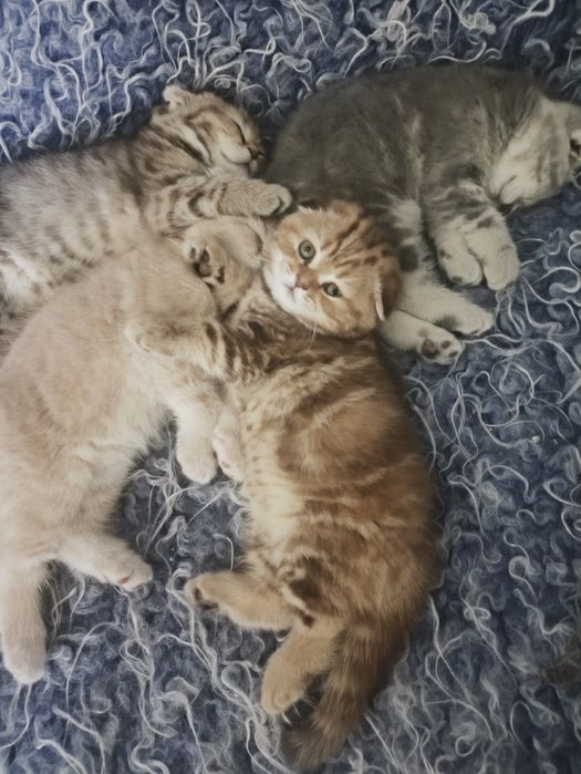 Котята британцы 30000