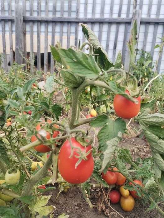 Продам помидоры домашнии