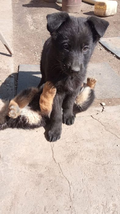 Щенки немецкой овчарки