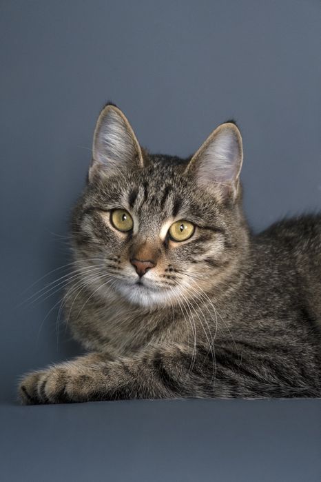 Кошечка Мышка в добрые руки.