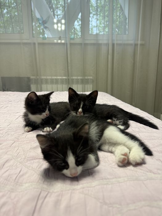 Отдаються котята.