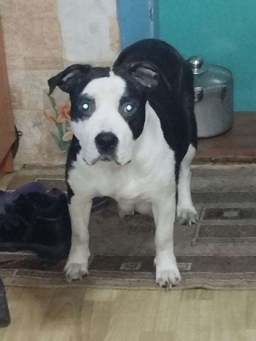 Продаются щенки.