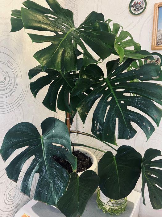 Продаю королеву домашних джунглей — Монстеру!