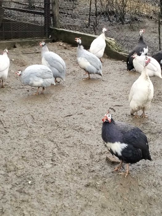 Bibilici de vânzare