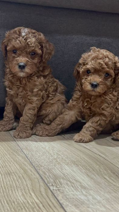 Щенки той пуделя