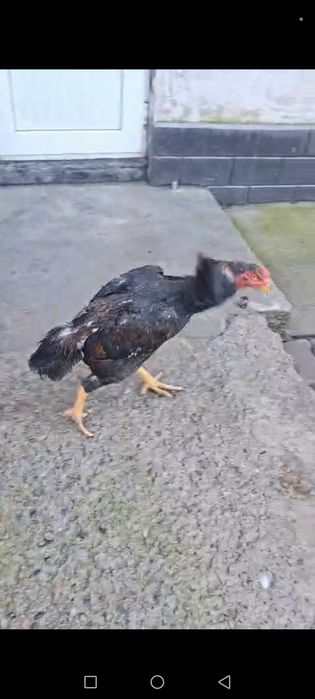 Продам петушков шамо