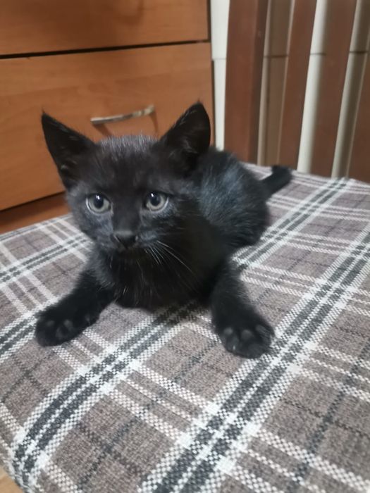 Отдадим в доьрые руки котята