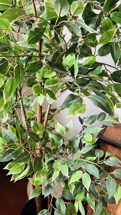 Planta artificiala Ikea FEJKA Ficus Benjamina Exotica
